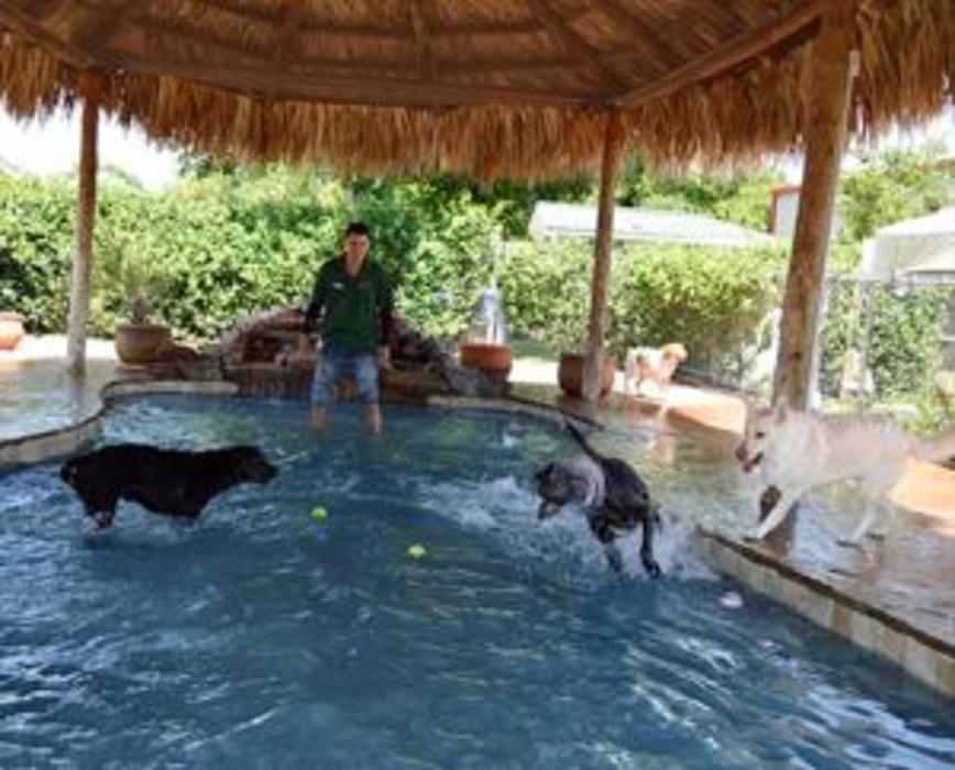 Prestonwood Kennels Pet Resort - Houston, TX