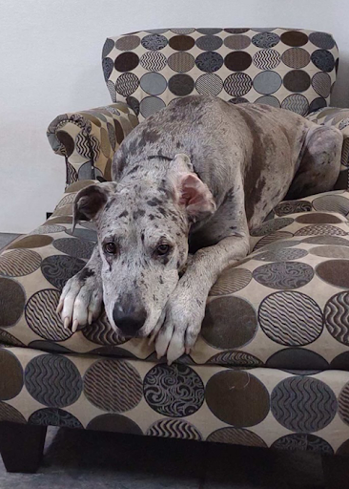 Prestonwood Kennels Pet Resort - Houston, TX