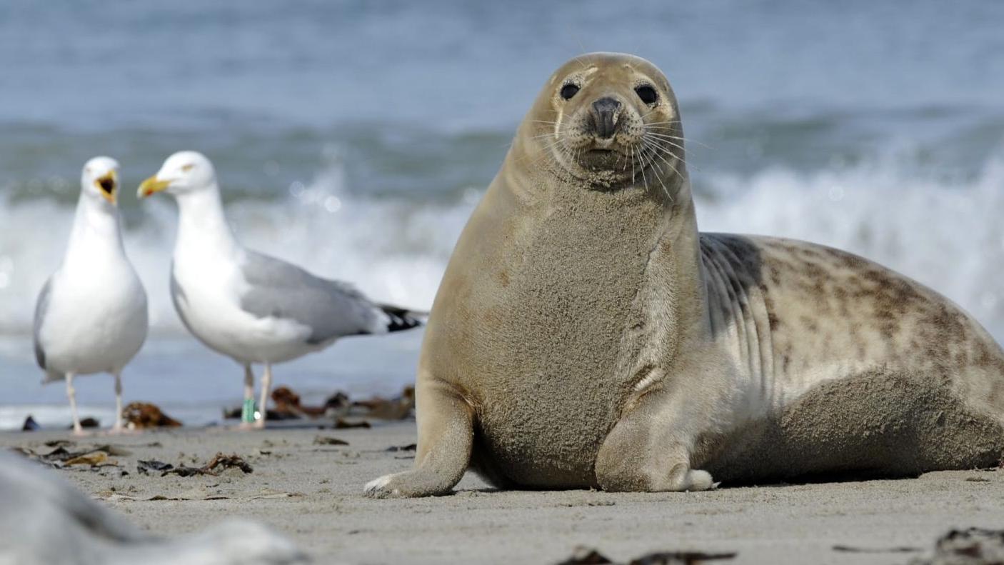 Nordseebrandung.de - Caroline Regge - Ferienwohnungen & Immobilien in Cuxhaven, Hans-Claußen-Straße in Cuxhaven