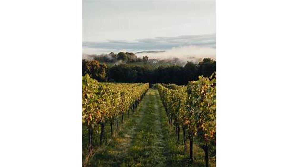 Weingut Buschenschank Pichler-Schober, Mitteregg in St. Nikolai im Sausal