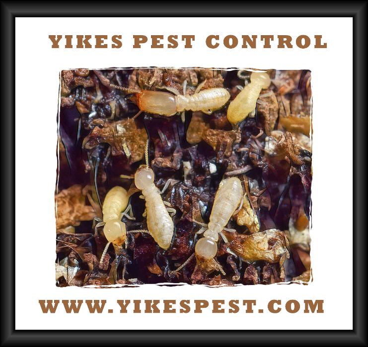 Yikes Pest Control - Wadesville, IN