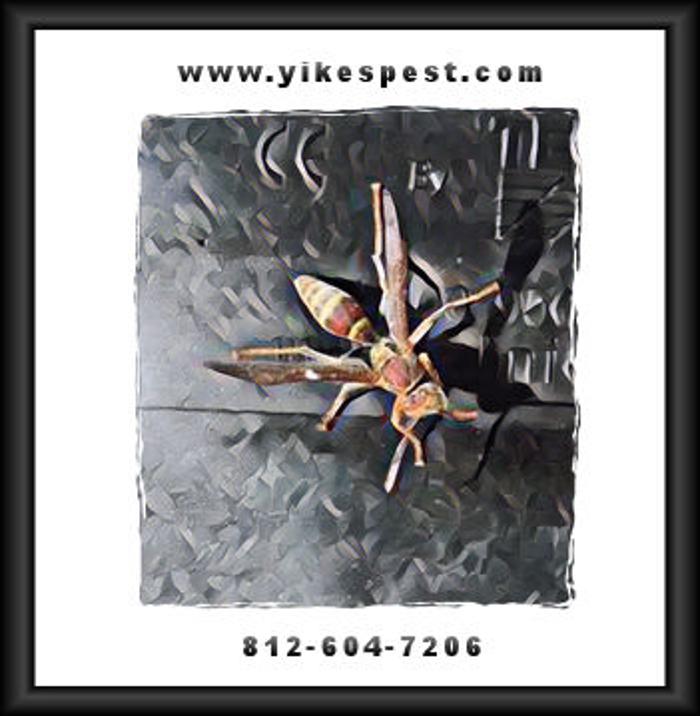 Yikes Pest Control - Wadesville, IN