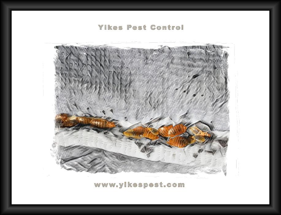 Yikes Pest Control - Wadesville, IN