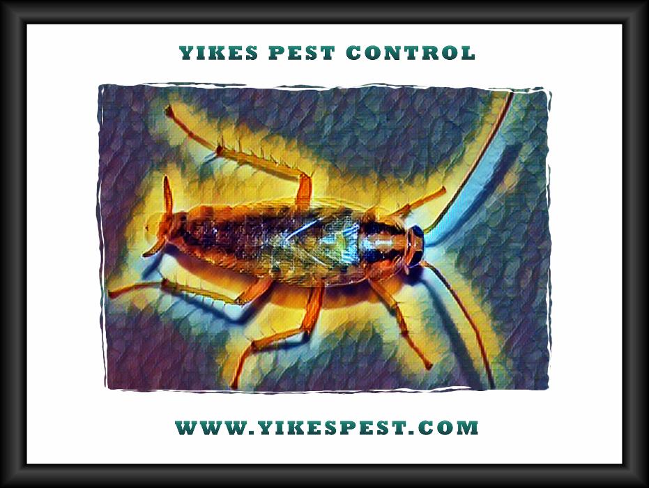 Yikes Pest Control - Wadesville, IN
