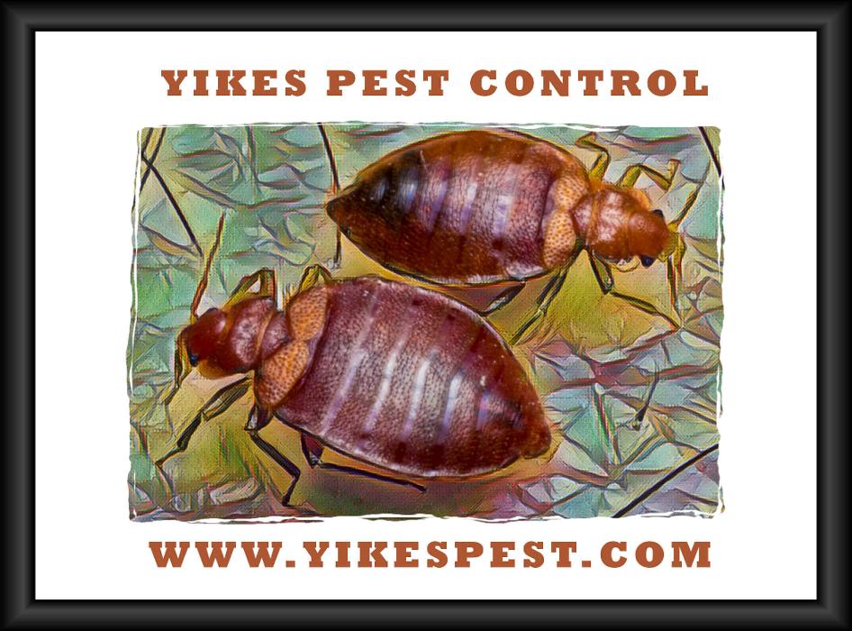 Yikes Pest Control - Wadesville, IN