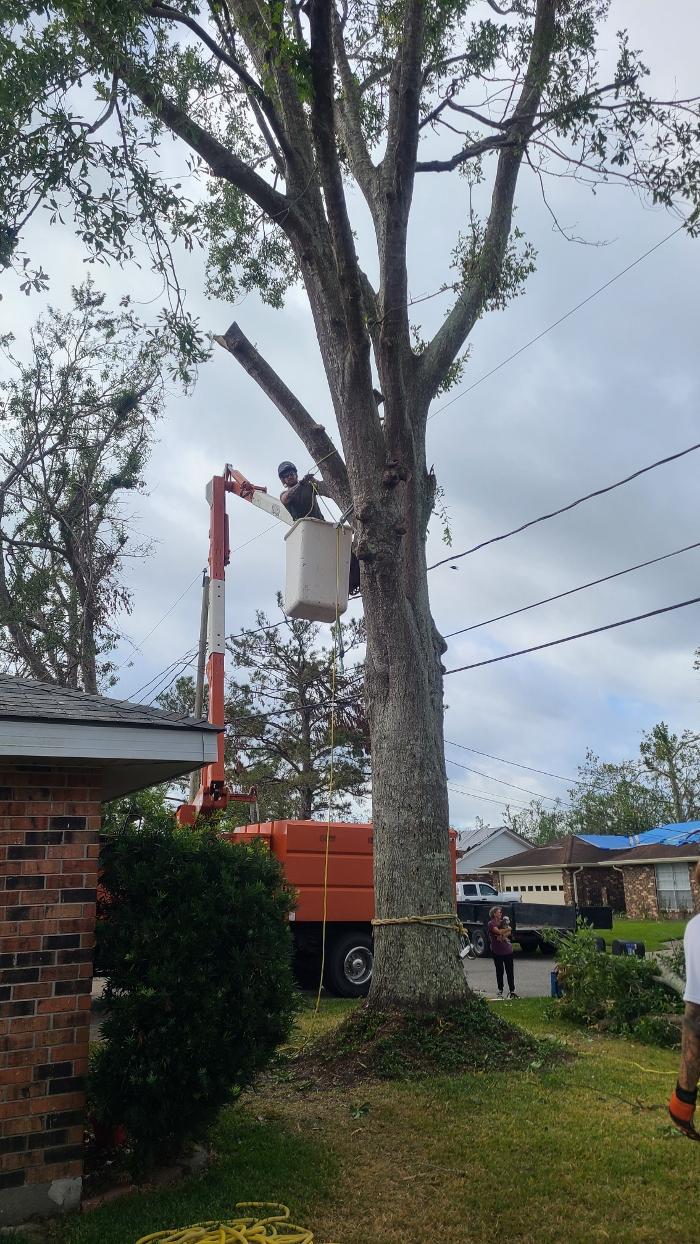 Land Trees - Paradis, LA