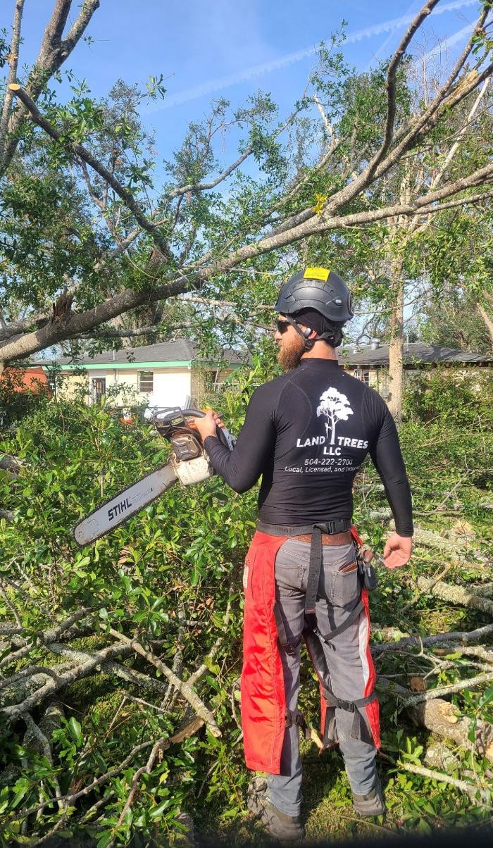 Land Trees - Paradis, LA