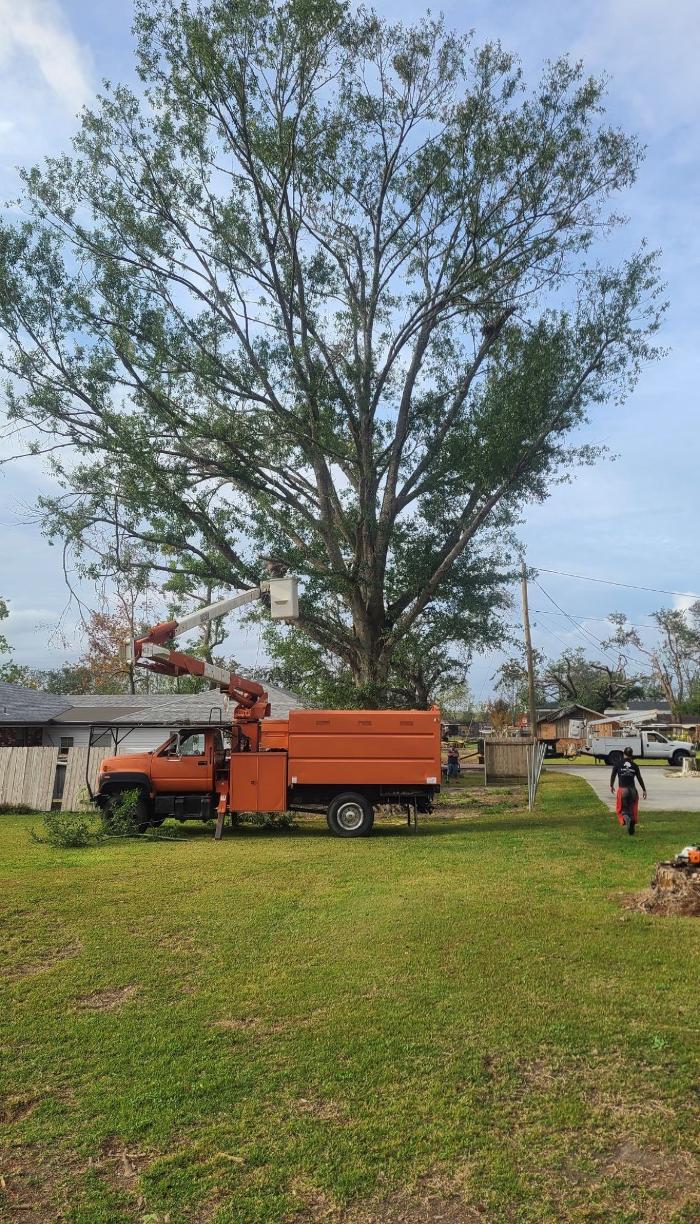 Land Trees - Paradis, LA