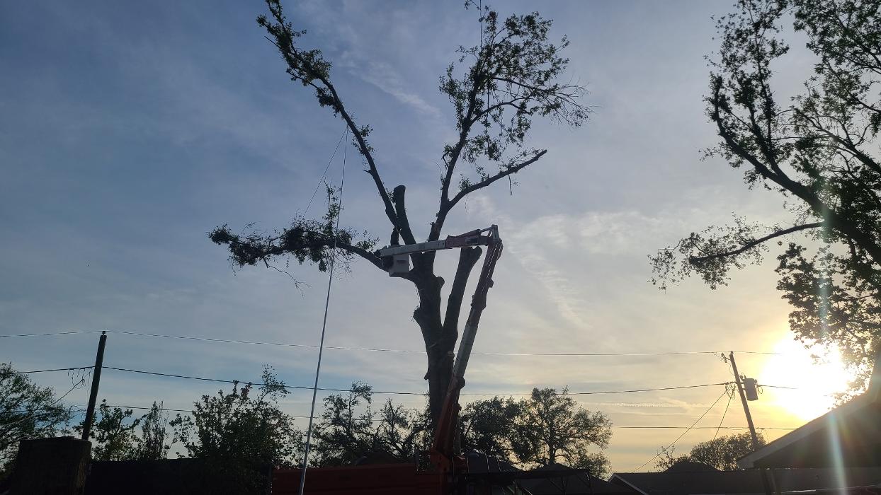 Land Trees - Paradis, LA