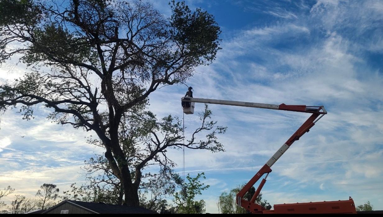 Land Trees - Paradis, LA