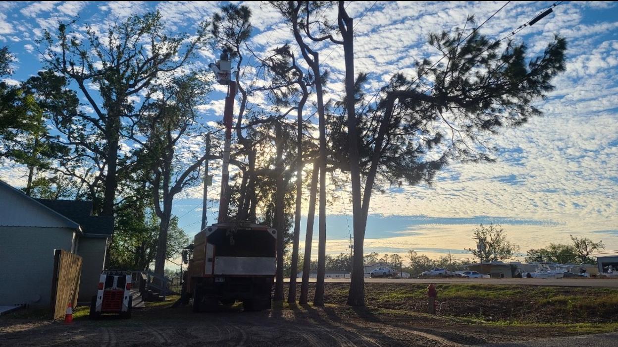 Land Trees - Paradis, LA