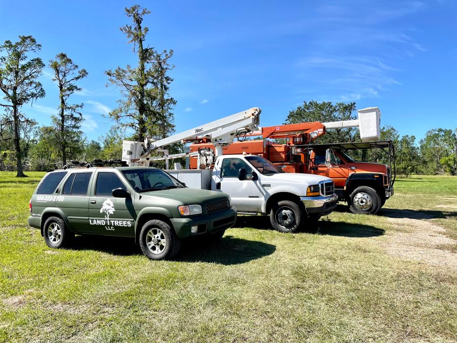 Land Trees - Paradis, LA