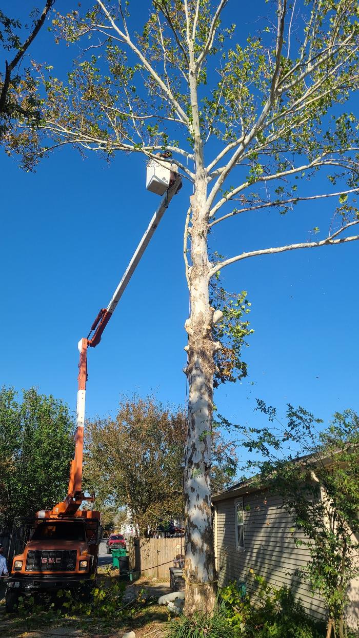 Land Trees - Paradis, LA