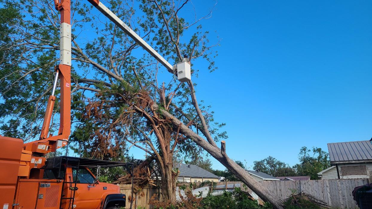 Land Trees - Paradis, LA