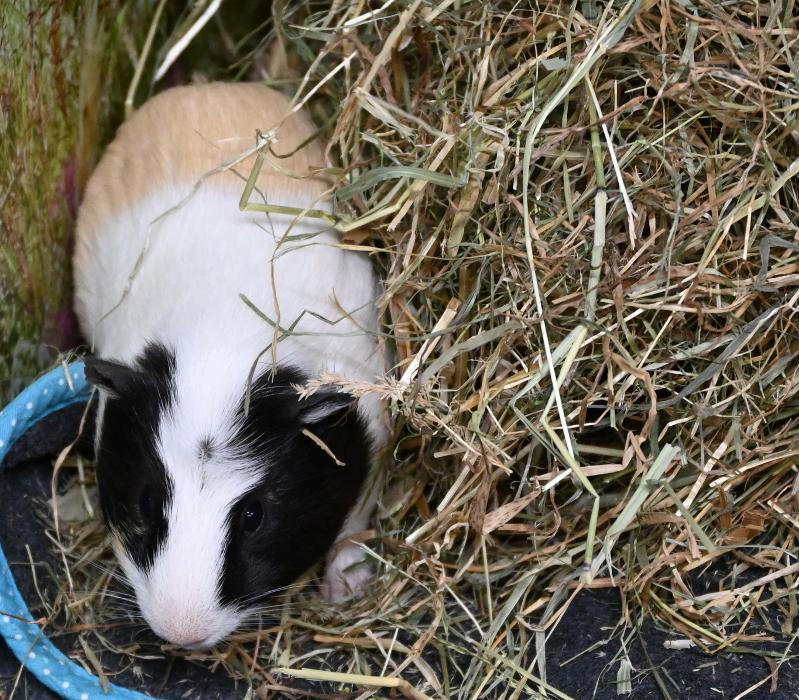 DAS FUTTERHAUS - Bremen-Weserpark, Hans-Bredow-Straße in Bremen