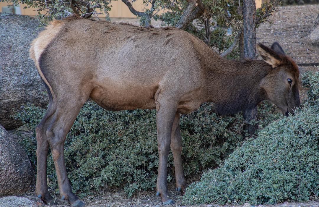 Hualapai Mountain Resort Image