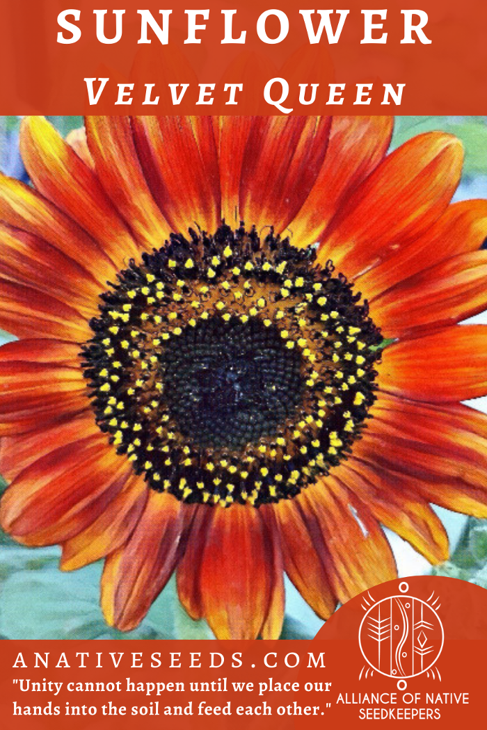Alliance of Native Seedkeepers - Windsor, NC