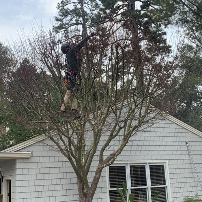 Reddy Tree Care - Santa Cruz, CA