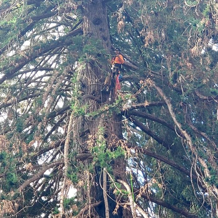 Reddy Tree Care - Santa Cruz, CA