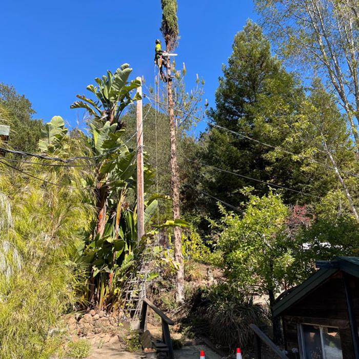 Reddy Tree Care - Santa Cruz, CA