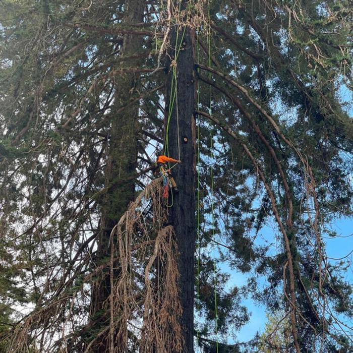 Reddy Tree Care - Santa Cruz, CA