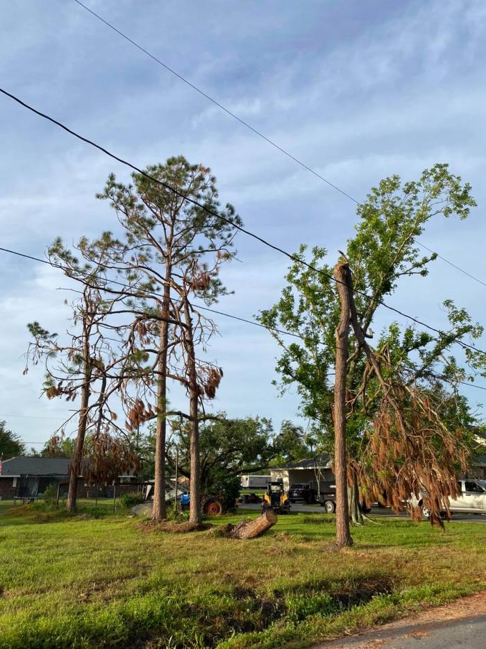 Trimco Tree Service - Conroe, TX