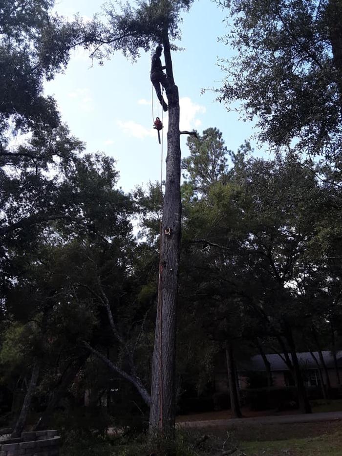 Gillmore Green Lawn Care & Tree Removal - Greenville, FL