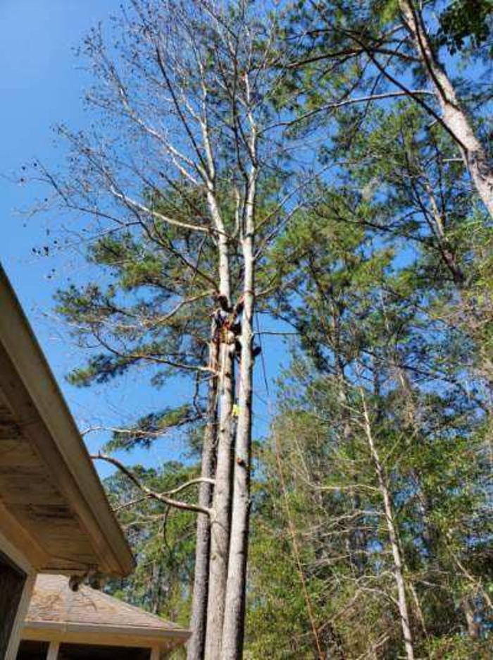 Gillmore Green Lawn Care & Tree Removal - Greenville, FL