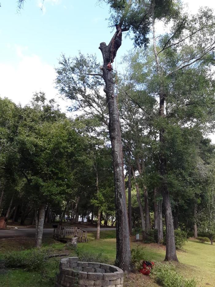 Gillmore Green Lawn Care & Tree Removal - Greenville, FL