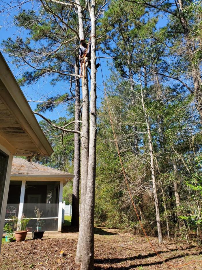 Gillmore Green Lawn Care & Tree Removal - Greenville, FL