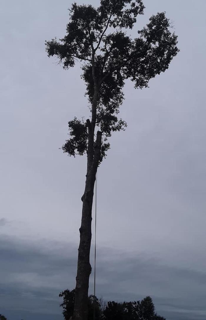 Gillmore Green Lawn Care & Tree Removal - Greenville, FL