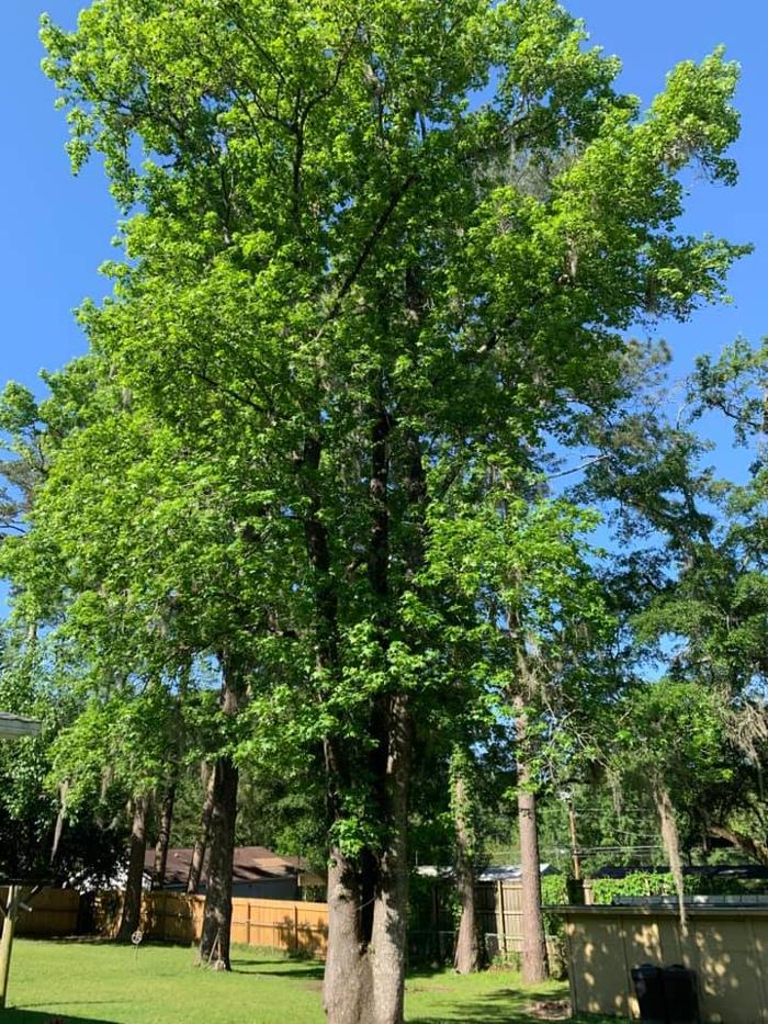 Gillmore Green Lawn Care & Tree Removal - Greenville, FL