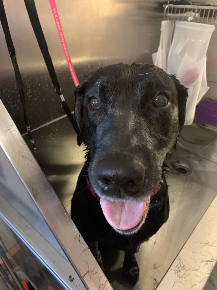 Lulu's Haute Doggie Spa & Pet Services - Folsom, CA
