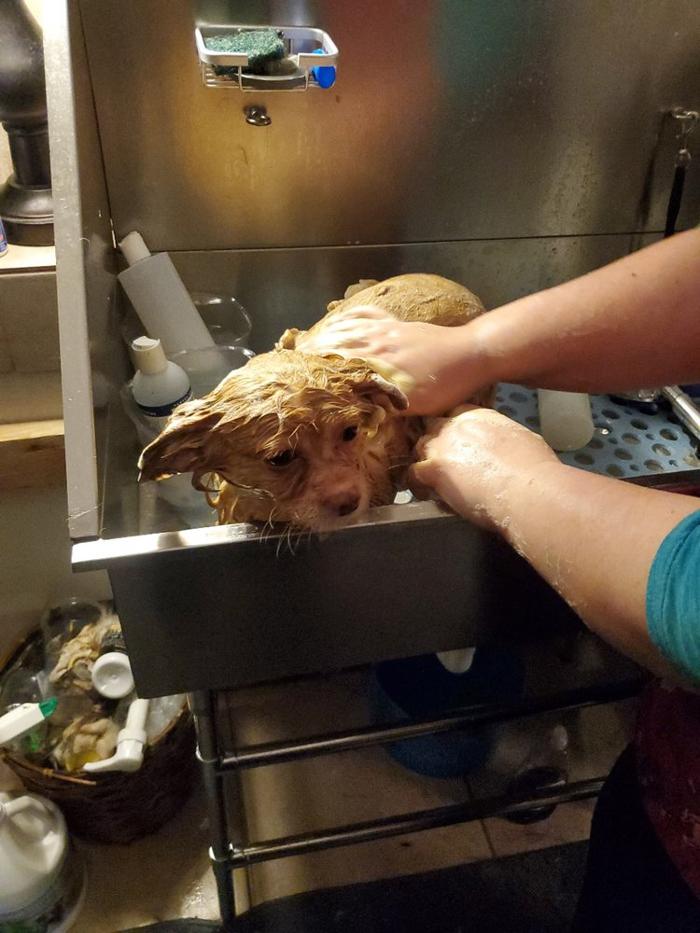 Lulu's Haute Doggie Spa & Pet Services - Folsom, CA