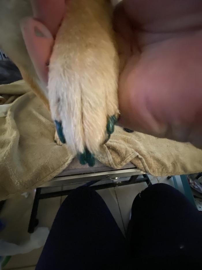 Lulu's Haute Doggie Spa & Pet Services - Folsom, CA