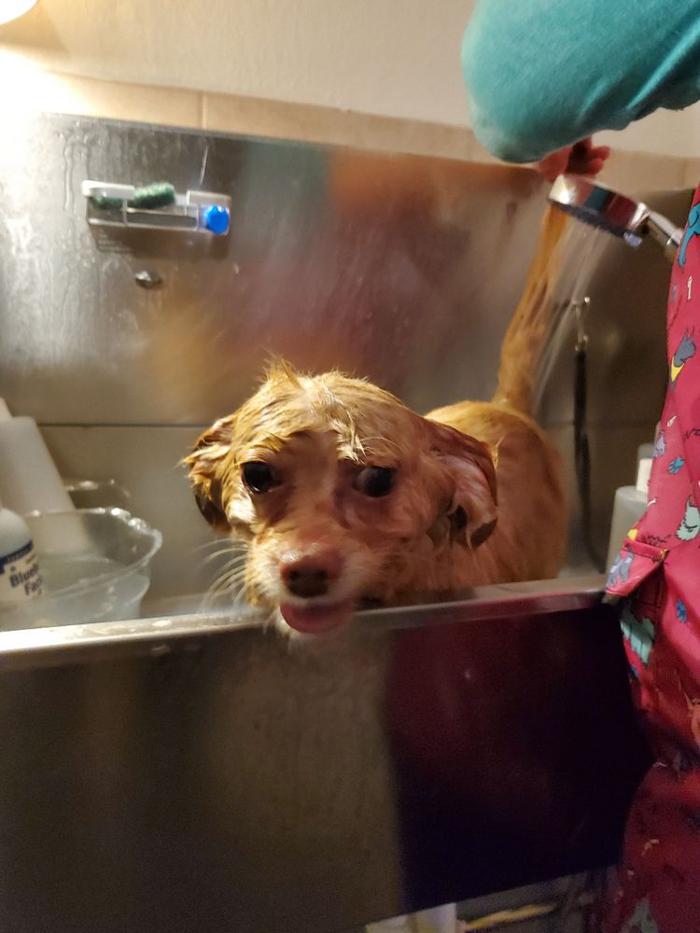 Lulu's Haute Doggie Spa & Pet Services - Folsom, CA