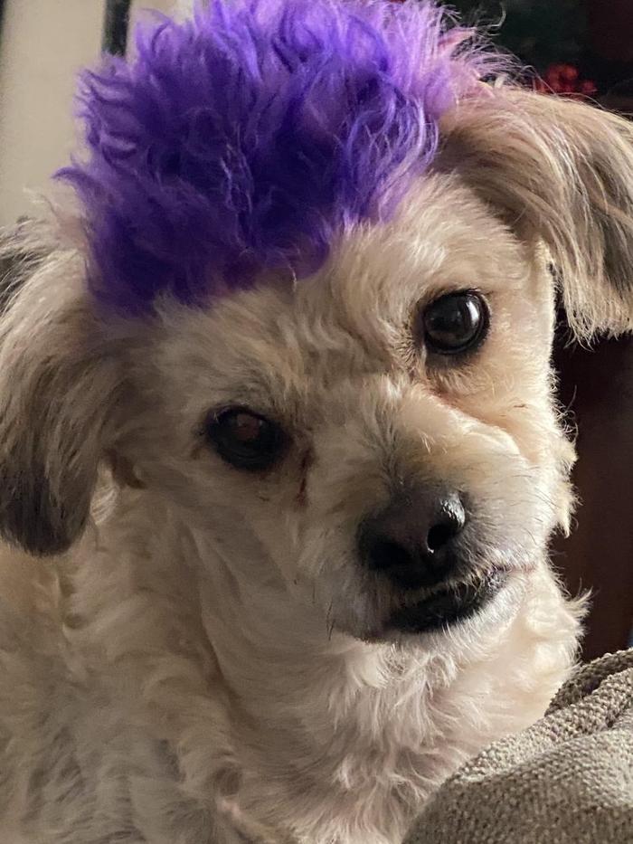 Lulu's Haute Doggie Spa & Pet Services - Folsom, CA