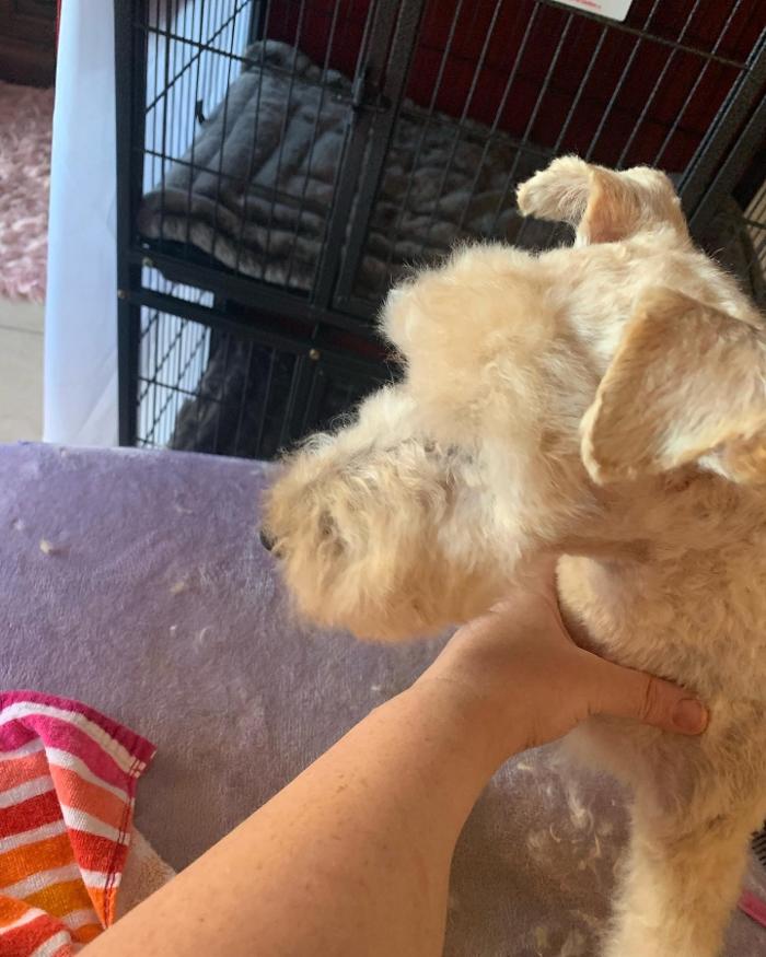 Lulu's Haute Doggie Spa & Pet Services - Folsom, CA