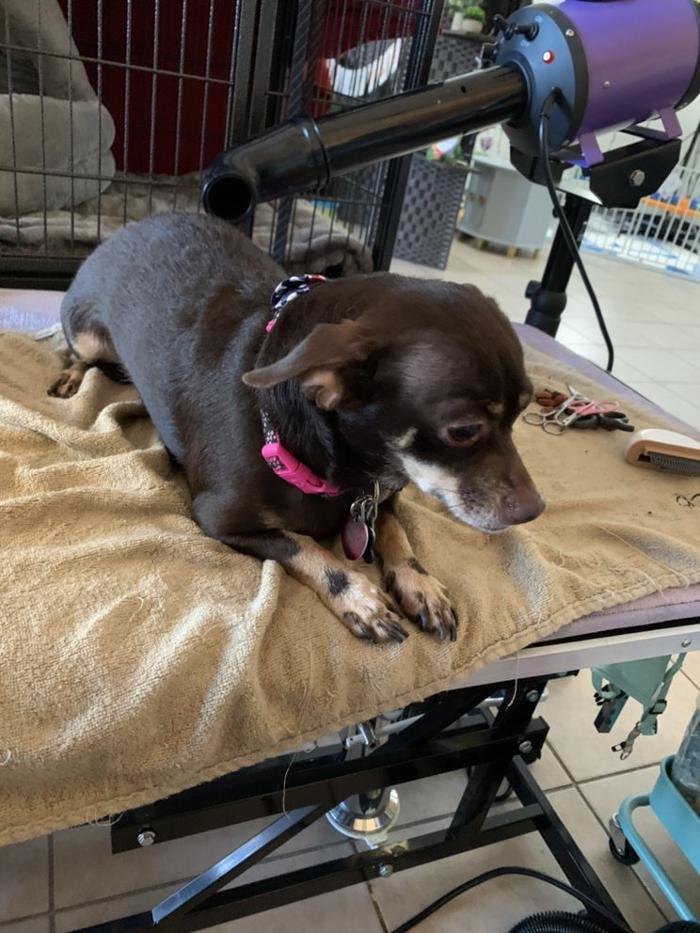 Lulu's Haute Doggie Spa & Pet Services - Folsom, CA