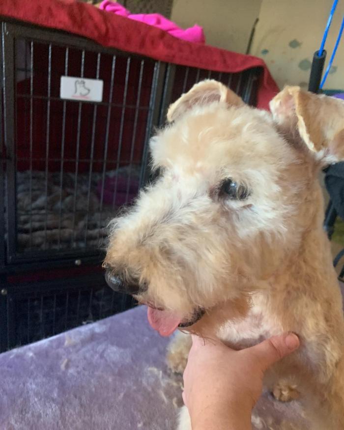 Lulu's Haute Doggie Spa & Pet Services - Folsom, CA