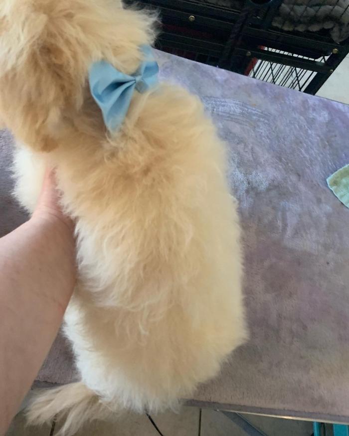Lulu's Haute Doggie Spa & Pet Services - Folsom, CA