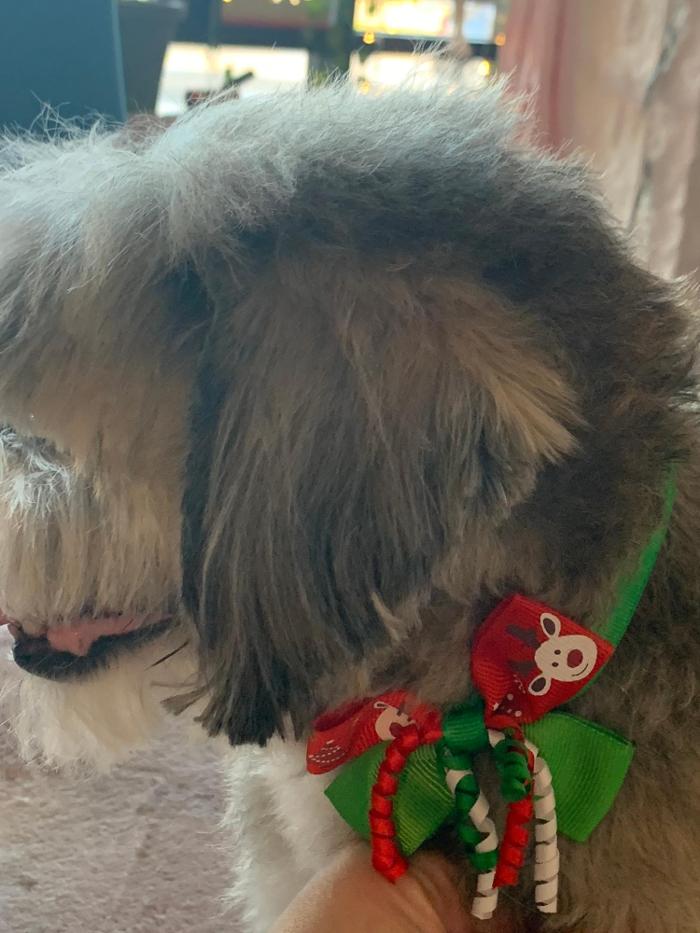 Lulu's Haute Doggie Spa & Pet Services - Folsom, CA