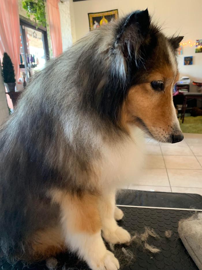 Lulu's Haute Doggie Spa & Pet Services - Folsom, CA