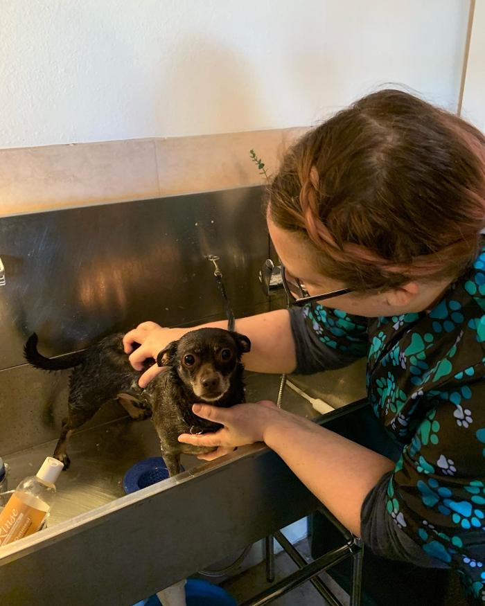 Lulu's Haute Doggie Spa & Pet Services - Folsom, CA