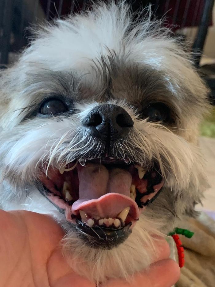 Lulu's Haute Doggie Spa & Pet Services - Folsom, CA