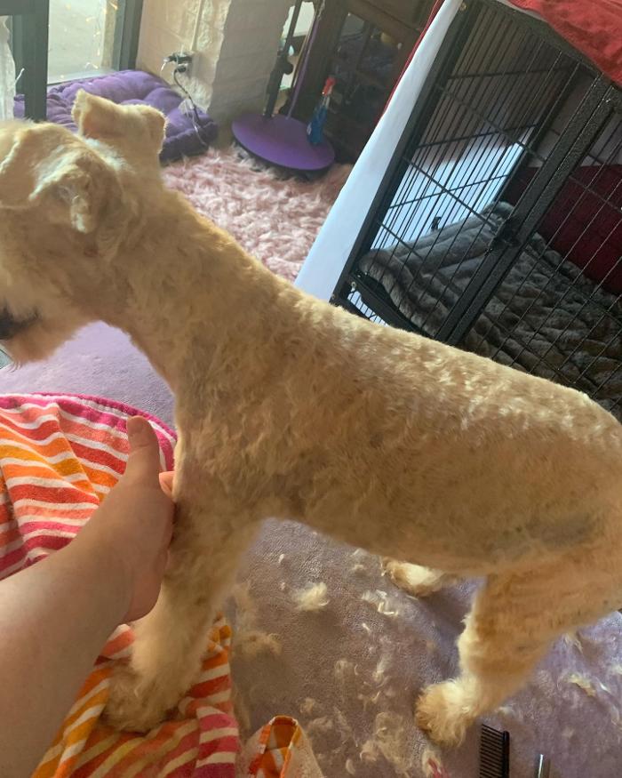 Lulu's Haute Doggie Spa & Pet Services - Folsom, CA