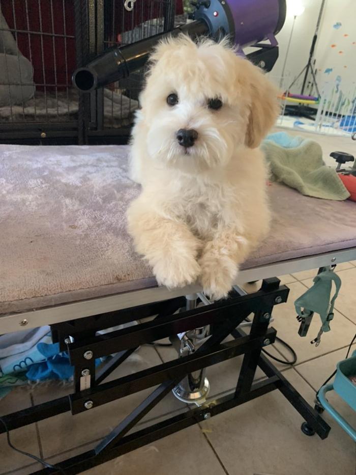 Lulu's Haute Doggie Spa & Pet Services - Folsom, CA