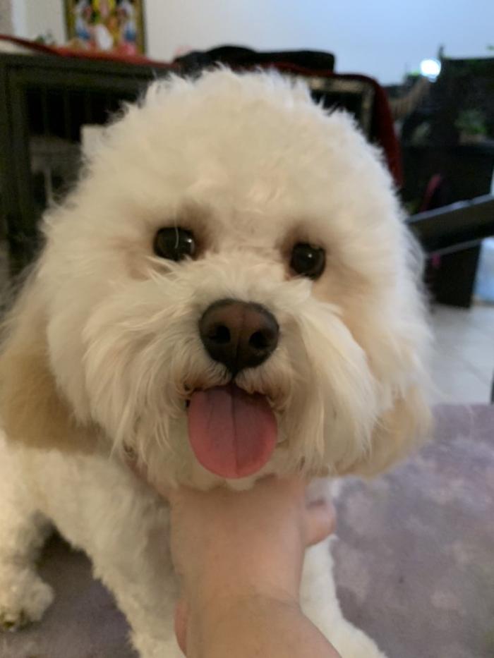 Lulu's Haute Doggie Spa & Pet Services - Folsom, CA