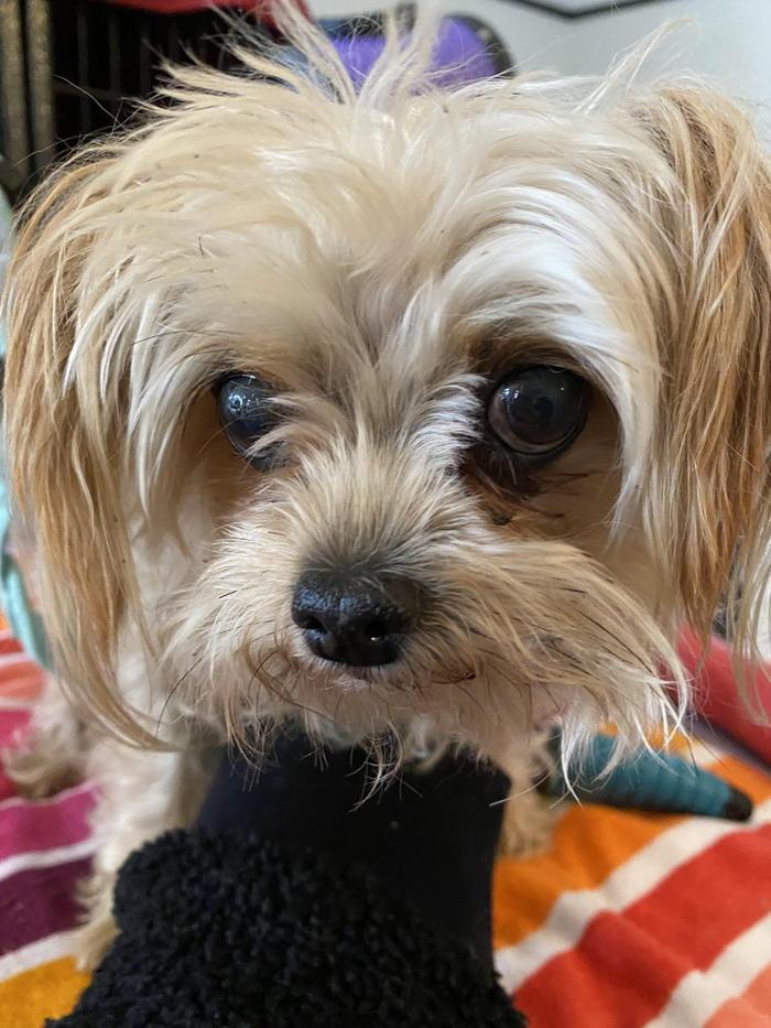 Lulu's Haute Doggie Spa & Pet Services - Folsom, CA