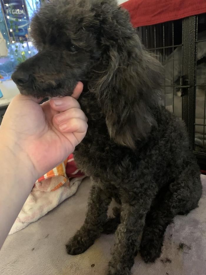 Lulu's Haute Doggie Spa & Pet Services - Folsom, CA